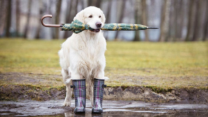 SPRING SHOWERS 5 RAINY-DAY ACTIVITIES FOR YOUR DOG